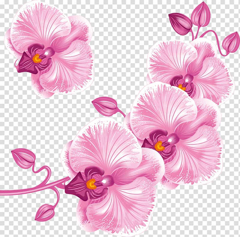 Moth orchids , others transparent background PNG clipart