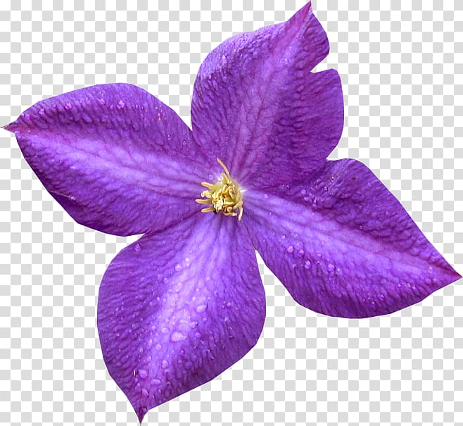 Violet Petal Purple Leather flower, violet transparent background PNG clipart