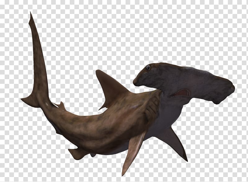 Hammerhead shark Great hammerhead Animal, shark transparent background PNG clipart