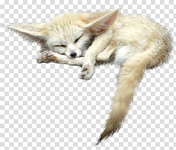 Red fox Fennec fox, Fennec Fox File transparent background PNG clipart
