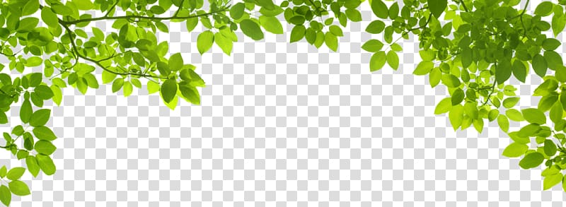 leaves illustration, Leaf Green , Green Leafs transparent background PNG clipart