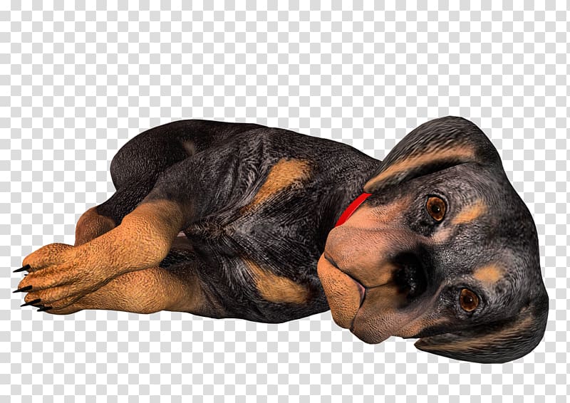 Black and Tan Coonhound Polish Hunting Dog Bloodhound Rottweiler Puppy, 3d dog transparent background PNG clipart
