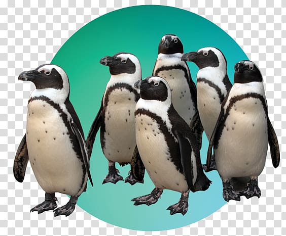The Maryland Zoo in Baltimore Penguin Pride of Baltimore Baltimore Clipper, Penguin transparent background PNG clipart