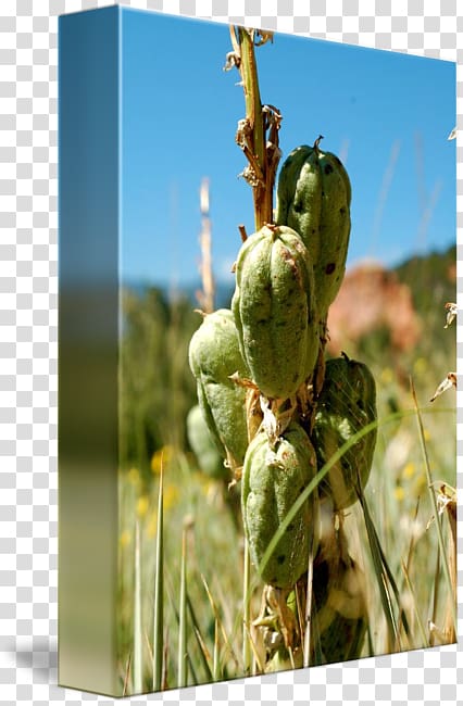 Barbary fig Plant stem, yucca plant transparent background PNG clipart