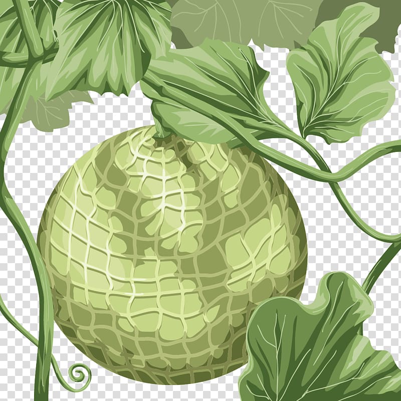 Hami melon Honeydew Cantaloupe, The melon on the vine transparent background PNG clipart