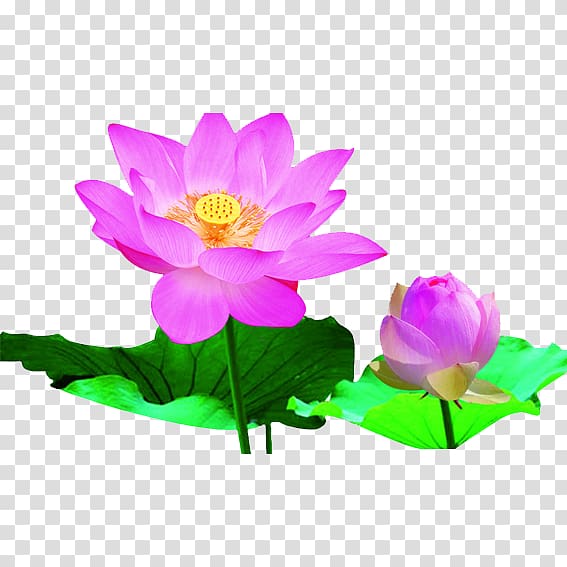 Heilongjiang Nelumbo nucifera Bazhou City Falun Gong Chinese New Year, Lotus leaf transparent background PNG clipart