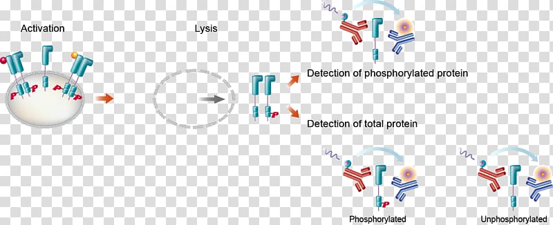 Immunoassay HER2/neu Cell Plate reader, others transparent background PNG clipart