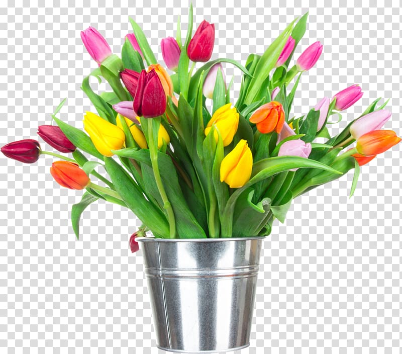 Tulip Flower , coral flowers transparent background PNG clipart