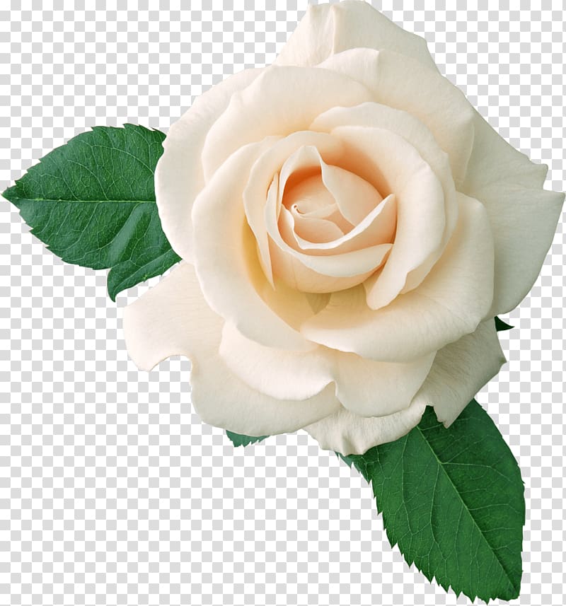 white rose flower , White Rose On Leaves transparent background PNG clipart