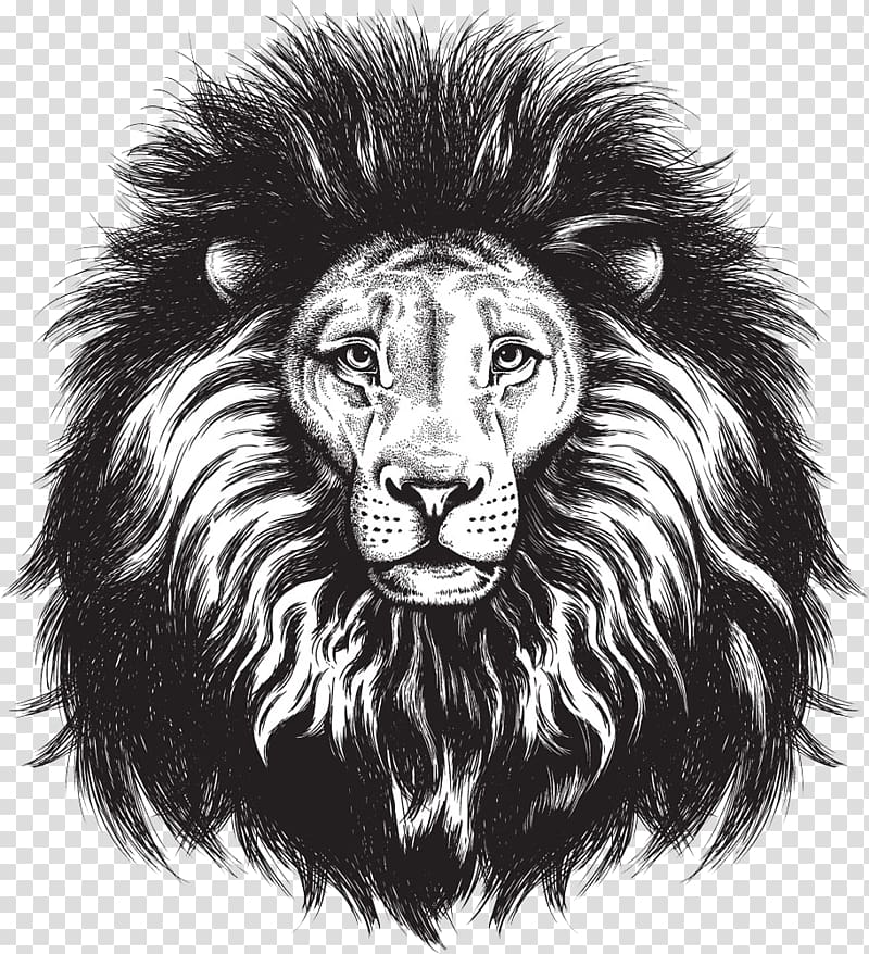 black and white sketch of lion head, Lionhead rabbit Lions Head Leopard, Painted lion head transparent background PNG clipart