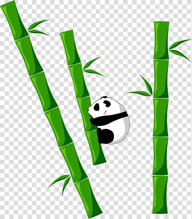 Tropical woody bamboos Giant panda Food , bambu. transparent background PNG clipart