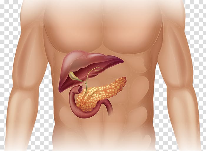 Human body Pancreas Anatomy Organ Diagram, others transparent background PNG clipart