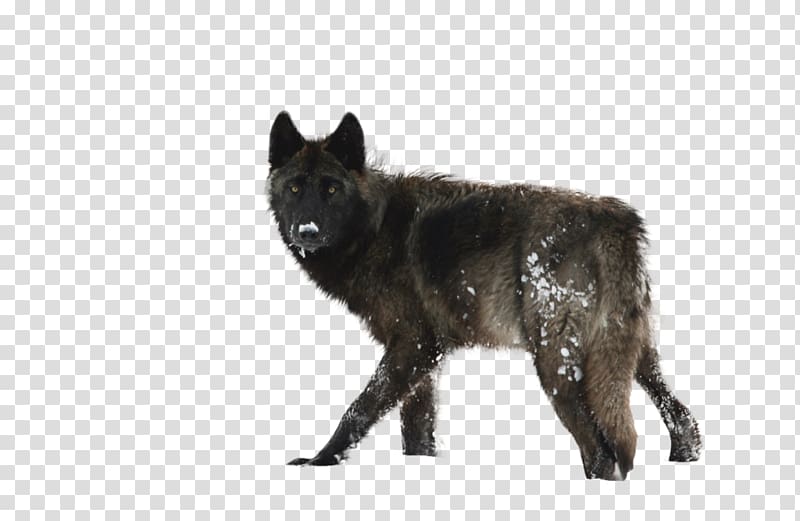 Yellowstone Caldera Lamar Valley Gray wolf Greater Yellowstone Ecosystem Wolf hunting, wolf transparent background PNG clipart