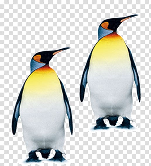 South Pole King penguin, penguin transparent background PNG clipart