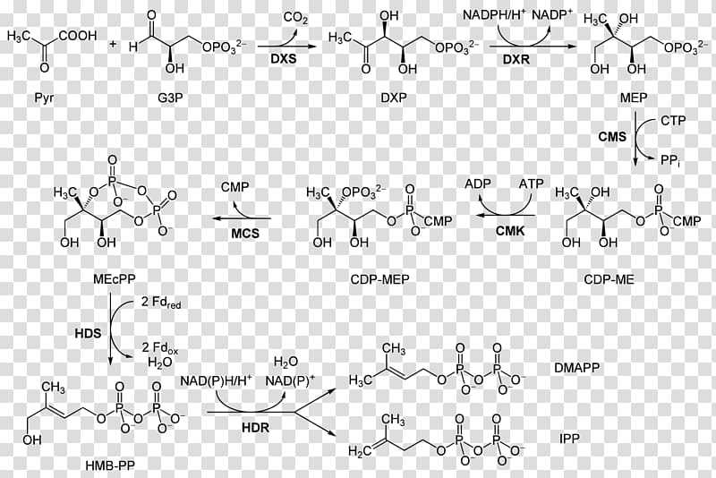 Abscisic acid Isopentenyl pyrophosphate Dimethylallyl pyrophosphate Biosynthesis Mevalonate pathway, plant transparent background PNG clipart