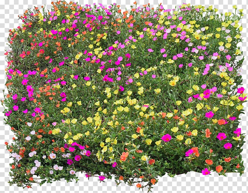 Drawing Flower, Bush transparent background PNG clipart