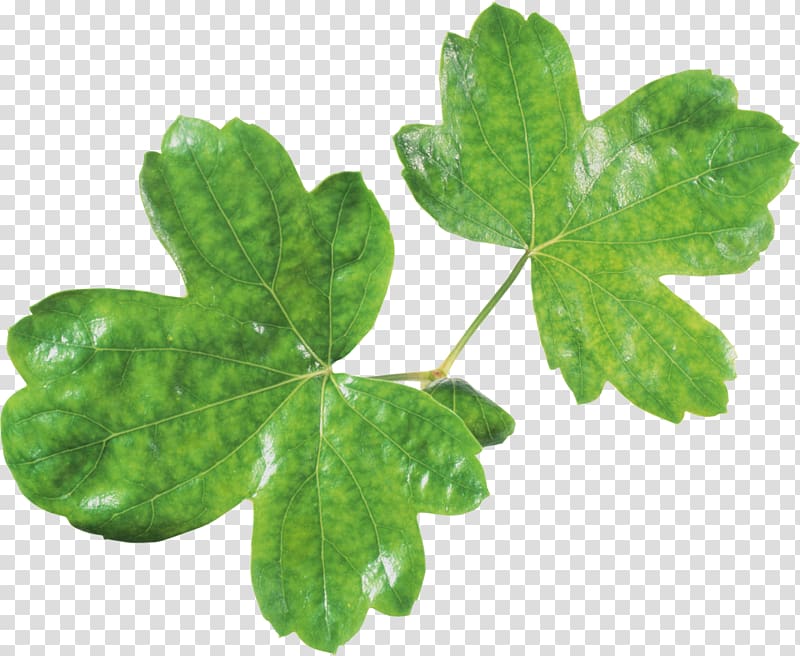 Leaf Green , Fresh green leaves transparent background PNG clipart