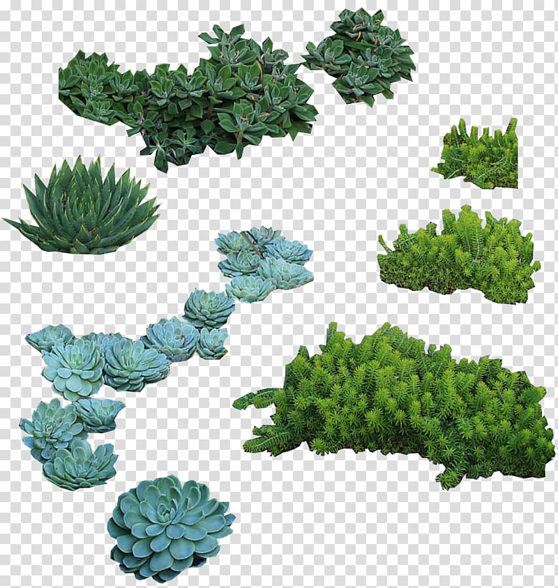 Tree Rendering, plants Architecture transparent background PNG clipart
