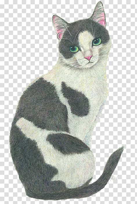 American Shorthair Kitten European shorthair American Wirehair Drawing, cat shop transparent background PNG clipart