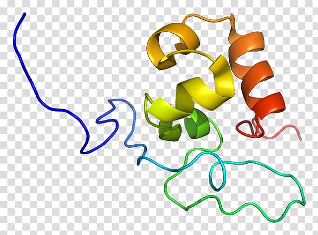 Villin Protein Data Bank Actin-binding protein ABLIM3, others transparent background PNG clipart