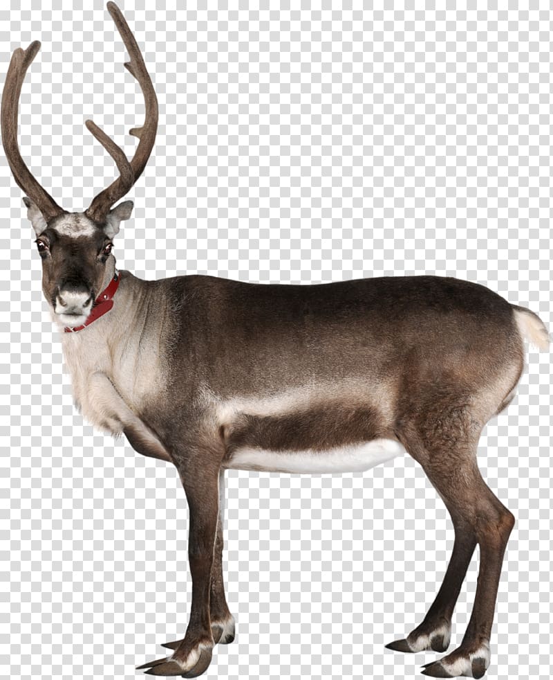 Reindeer Rudolph Santa Claus Antler, Reindeer transparent background PNG clipart