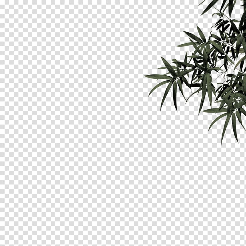 Bamboo Bamboe Leaf Plant, Bamboo leaves transparent background PNG clipart