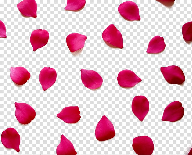 pink rose petals, Love Quotation Valentines Day Romance Happiness, Red rose petals transparent background PNG clipart