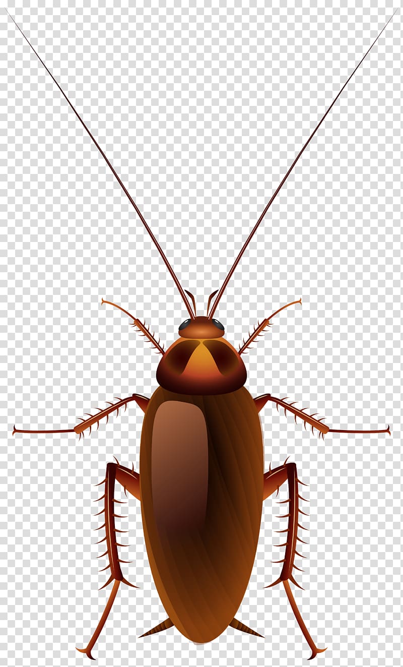 Cockroach Insect , art transparent background PNG clipart