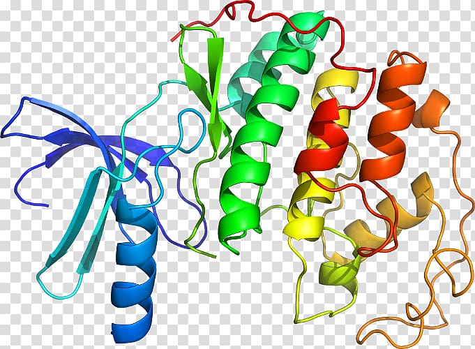 Cyclin-dependent kinase 2 Protein kinase, Cyclindependent Kinase 1 transparent background PNG clipart