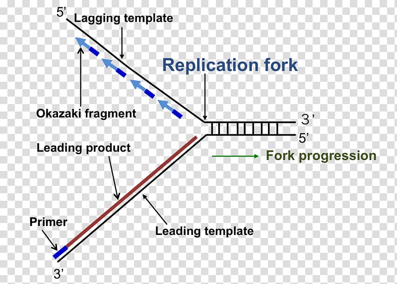 DNA replication Replication fork Enzyme Triangle, others transparent background PNG clipart