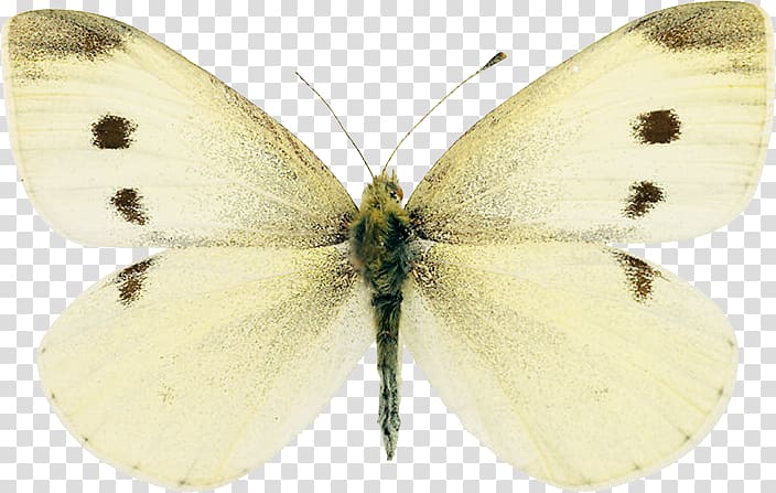 Clouded yellows Brush-footed butterflies Silkworm Gossamer-winged butterflies Pieridae, butterfly transparent background PNG clipart