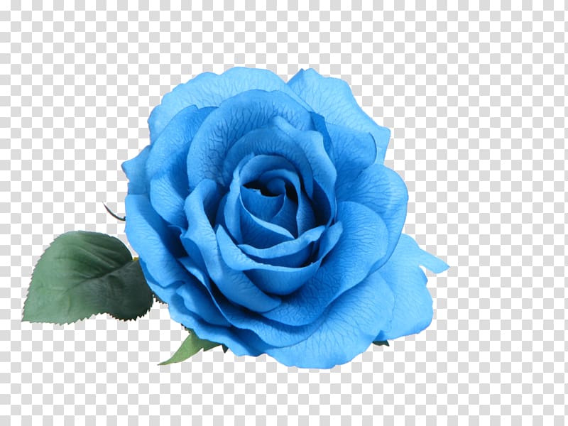 Blue rose Flower Rosa Peace, flower transparent background PNG clipart