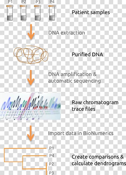 Multilocus sequence typing DNA sequencing Nucleic acid sequence, science transparent background PNG clipart