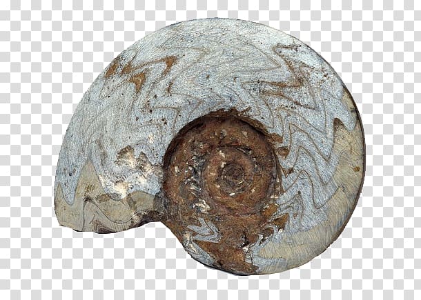 Fossil Rock Nautilidae Petrifaction, Gray striped conch fossil transparent background PNG clipart