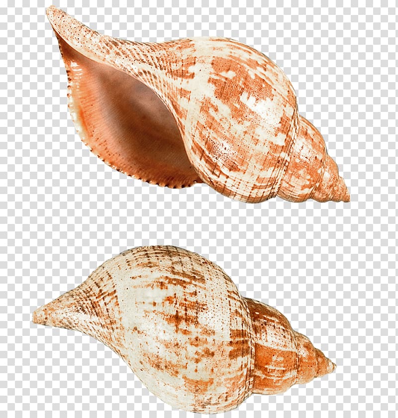 two brown shells illustration, Papua New Guinea Seashell Computer file, Sea Snails Shells transparent background PNG clipart