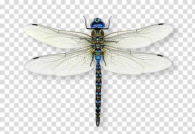 Insect A Dragonfly? A Dazzle of Dragonflies Emperor, insect transparent background PNG clipart