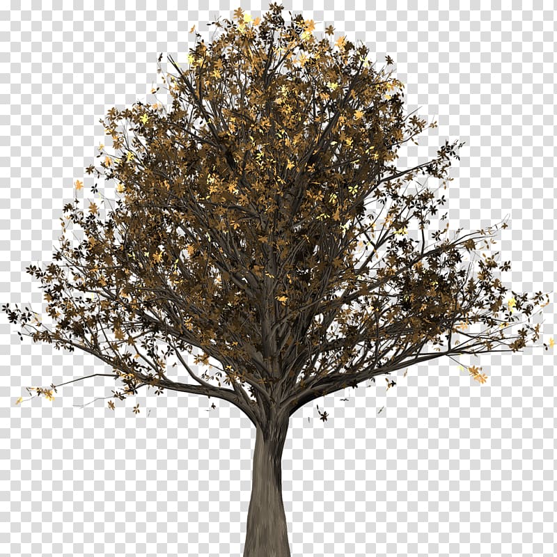Tree English oak Northern Red Oak Woody plant Quercus suber, tree trunk transparent background PNG clipart