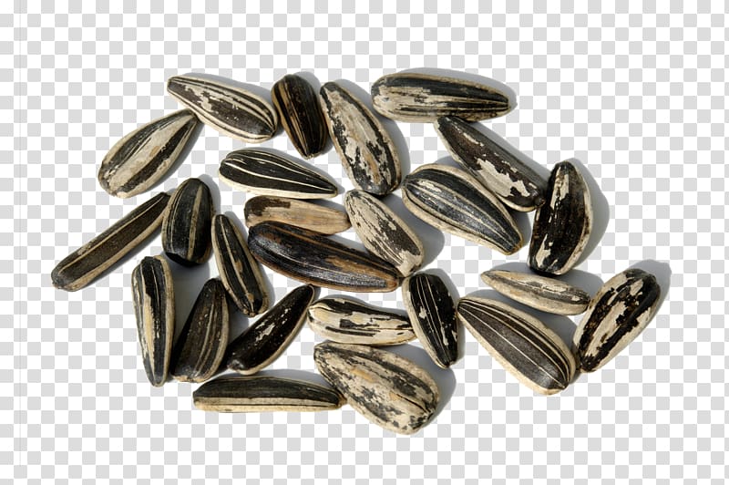 Sunflower seed Common sunflower Kuaci, Melon seed close-up transparent background PNG clipart