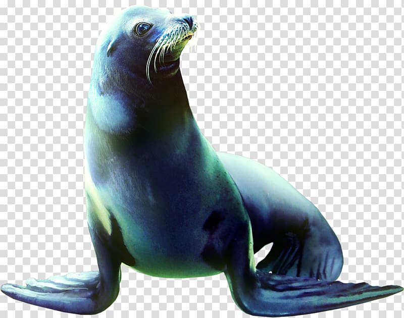Sea lion Earless seal Animal , Sea lion Animals transparent background PNG clipart