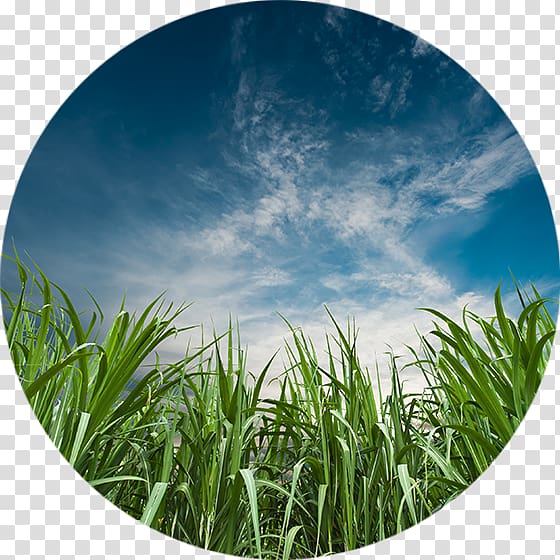 sugar cane field png