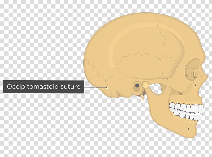 Skull Anatomy Parietal bone Mastoid part of the temporal bone Fibrous joint, skull transparent background PNG clipart