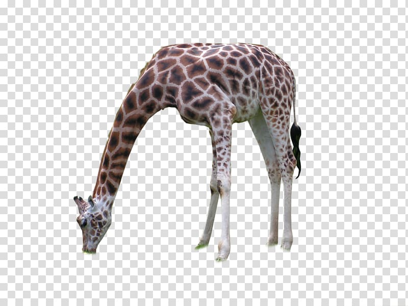 Giraffe Neck Terrestrial animal Wildlife, Africa--001 transparent background PNG clipart