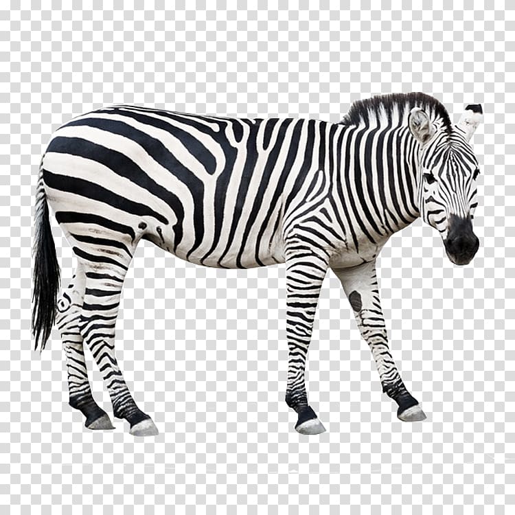 Foal Zebra , zebra transparent background PNG clipart