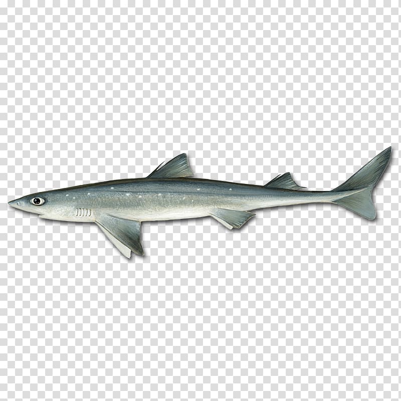 Spiny dogfish Longnose spurdog Shortnose spurdog Bluefish Tautog, others transparent background PNG clipart