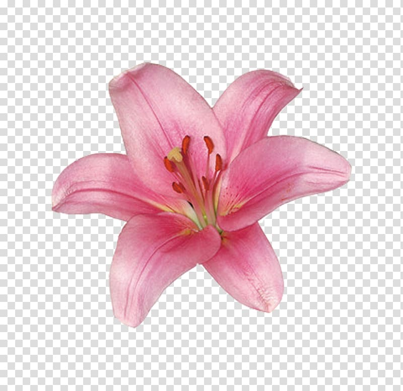 pink lily flower art, Lilium Stargazer Flower Wedding, Pink lily transparent background PNG clipart