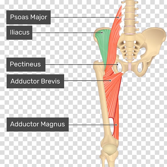 Pectineus muscle Sartorius muscle Anatomy Human body, Rectus Femoris Muscle transparent background PNG clipart