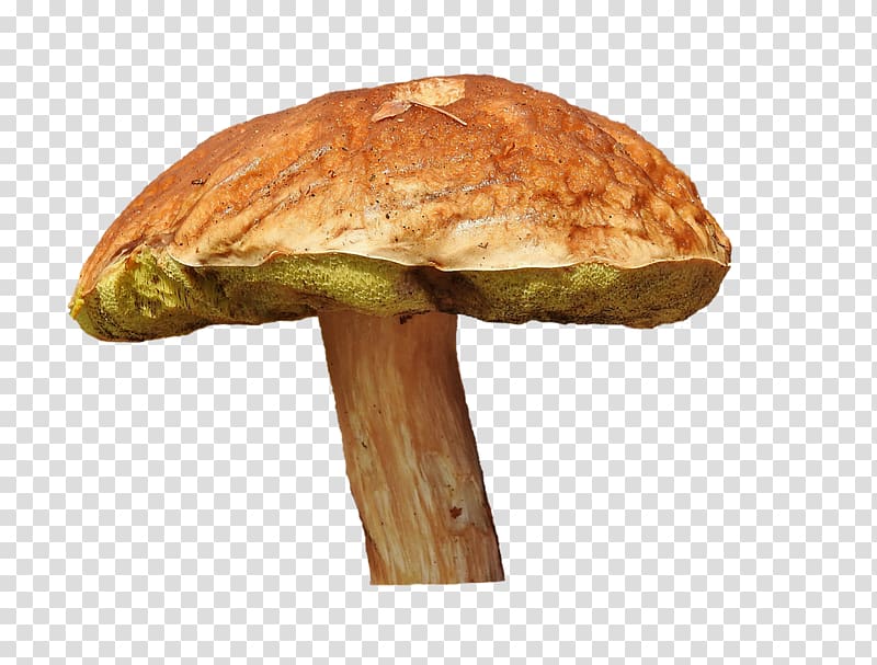 Edible mushroom Penny bun Fungus Bay bolete, mushroom transparent background PNG clipart