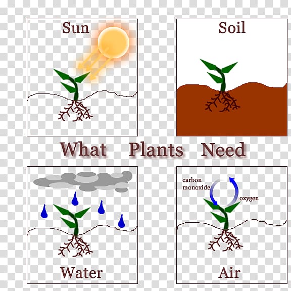What plants need What a Plant! Why, Plants Leaf, summer plant poster transparent background PNG clipart
