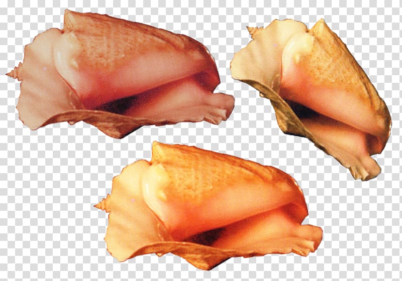 Creativity, Gorgeous deep-sea conch material transparent background PNG clipart