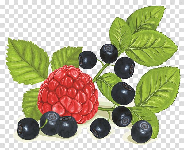 Raspberry Blueberry Bilberry , Blueberry raspberry color of lead material transparent background PNG clipart